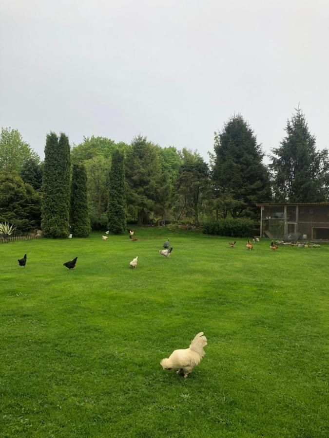 Agroturystyka Nad Stawami Szemud エクステリア 写真